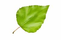 Peuplier deltoïde - feuille (Populus deltoïdes)